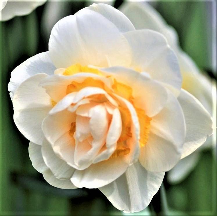 Narcissus Bridal Crown Easy To Grow Bulbs
