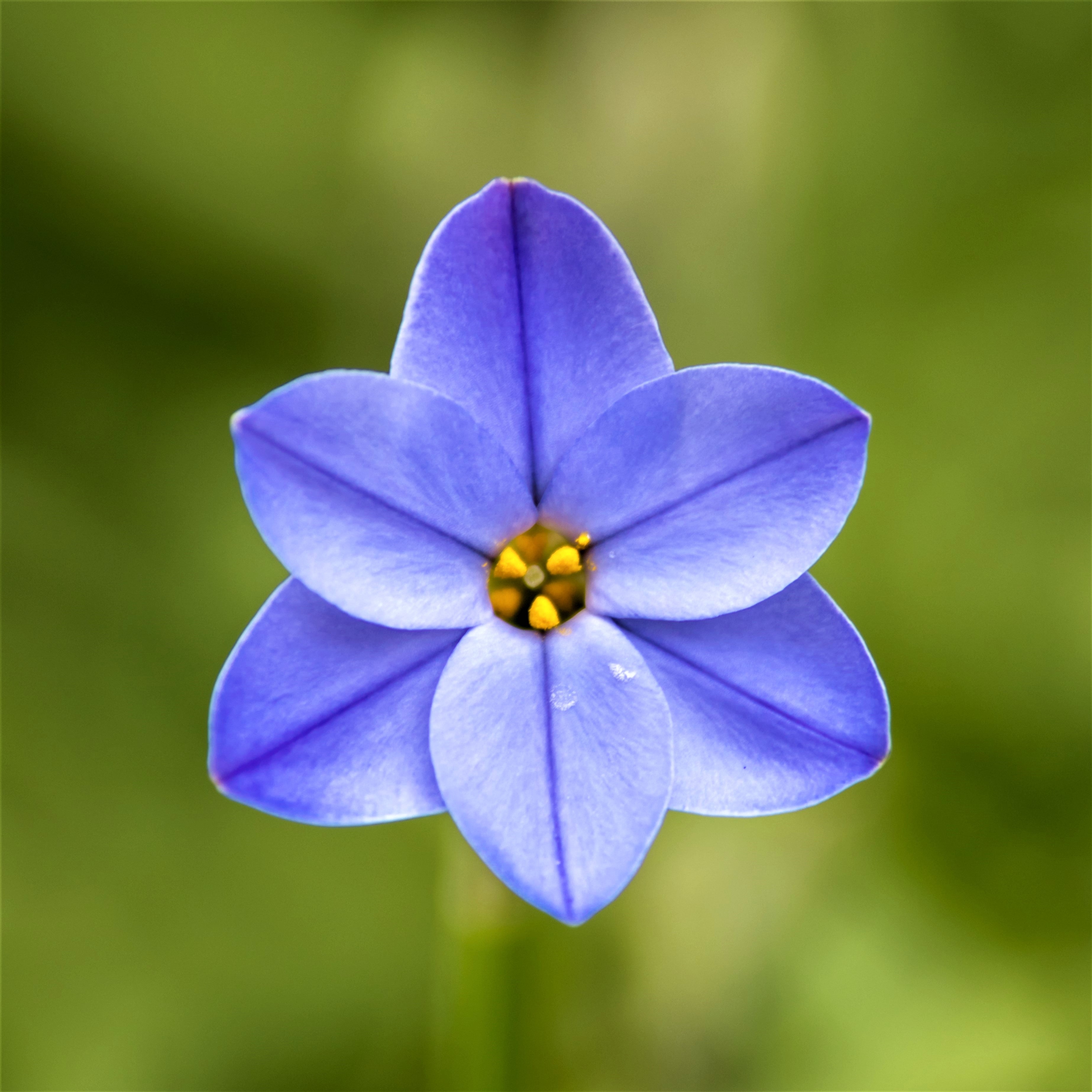 Gorgeous Blue Starflower Bulbs For Sale Online | Rolf Fiedler – Easy To Grow Bulbs