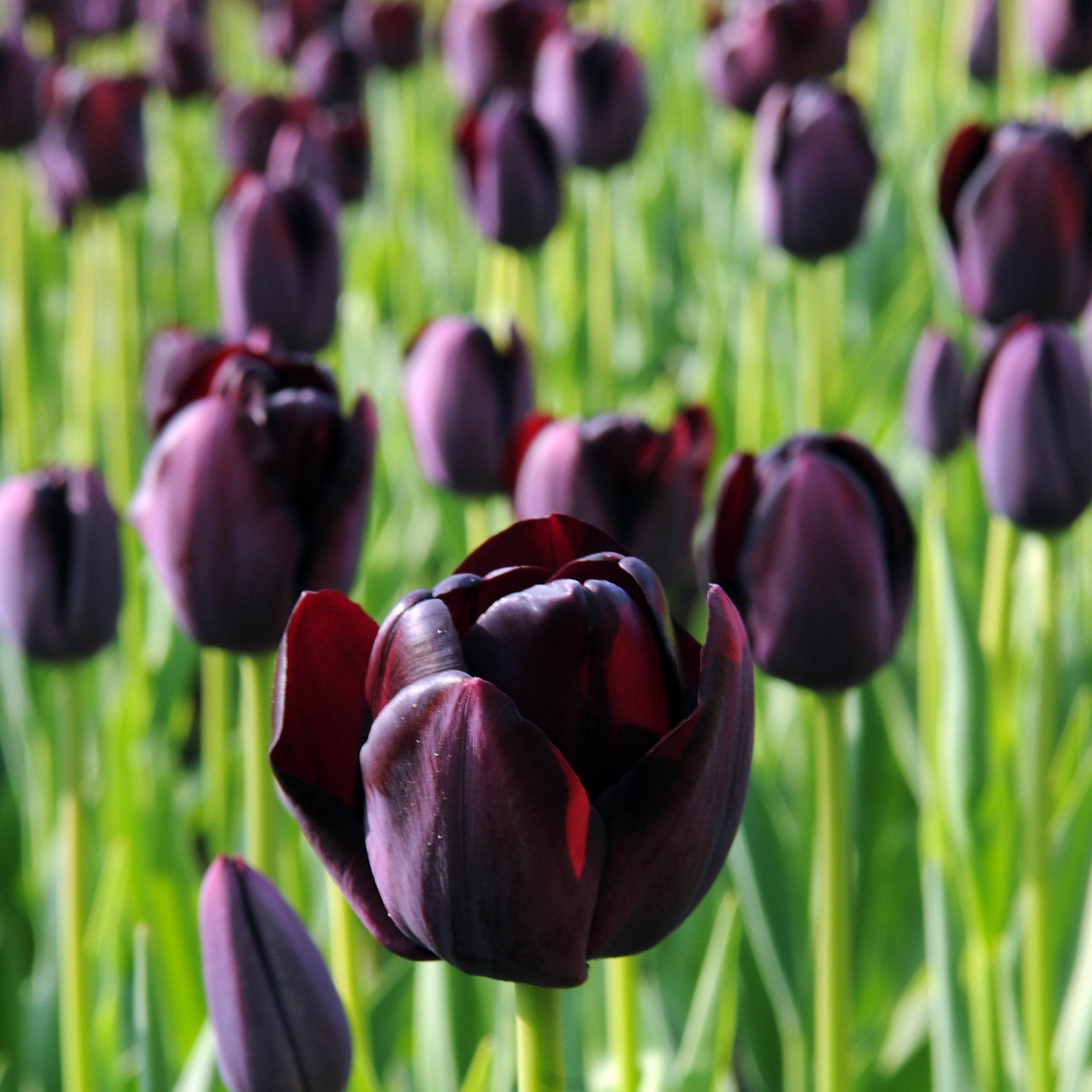 Tulip Queen Of Night Easy To Grow Bulbs