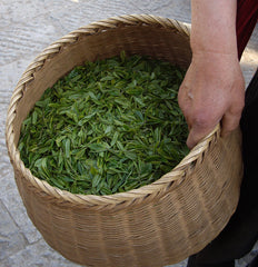 Lung Ching Dragonwell tea leaves are collected in small baskets and taken for processing