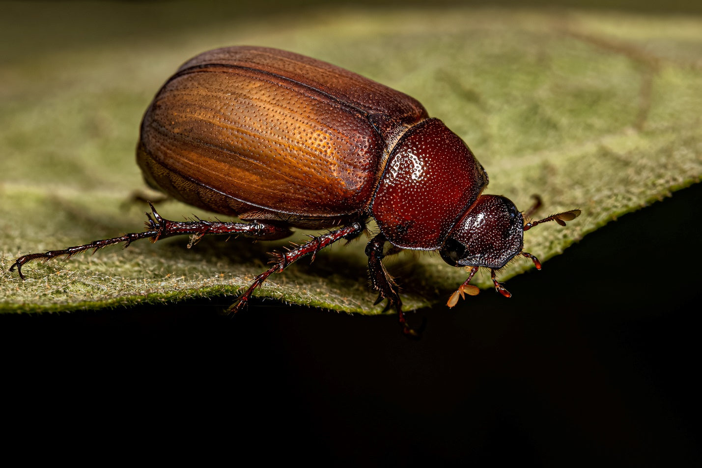 brown june bug