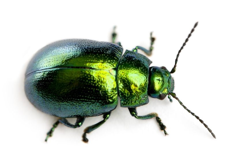 House Beetles Info & Solutions - MosquitoNix®