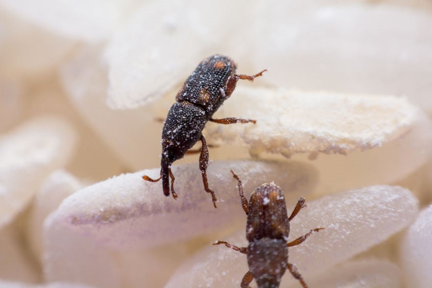 Weevil Control & Info - MosquitoNix® Pest Library