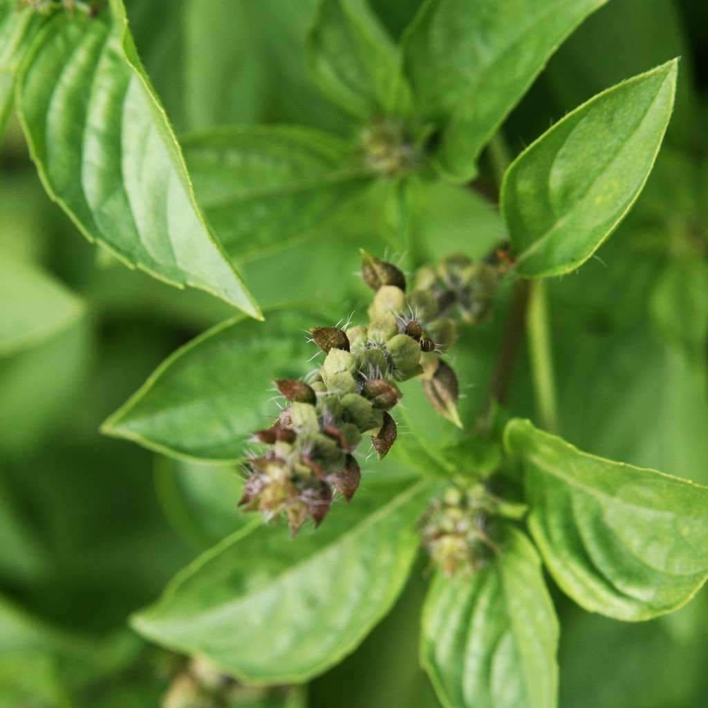 Seeds for Lemon Basil | Ocimum americanum | Amkha Seed