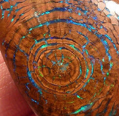 opalized wood