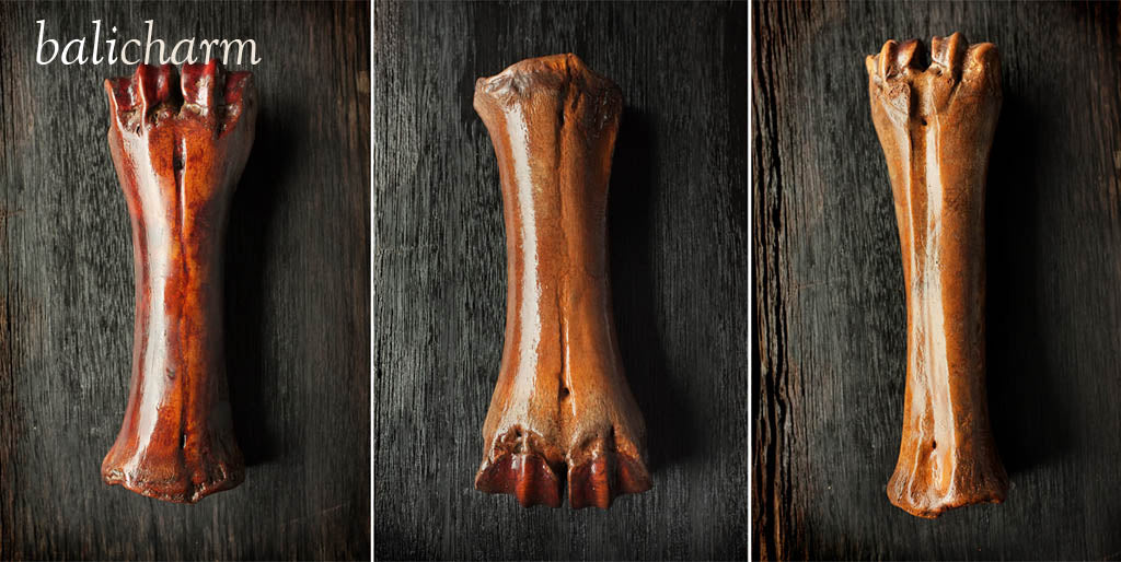 Fossilized Steppe Bison (Bison priscus) leg bones from Alaska for sale at Bali Charm