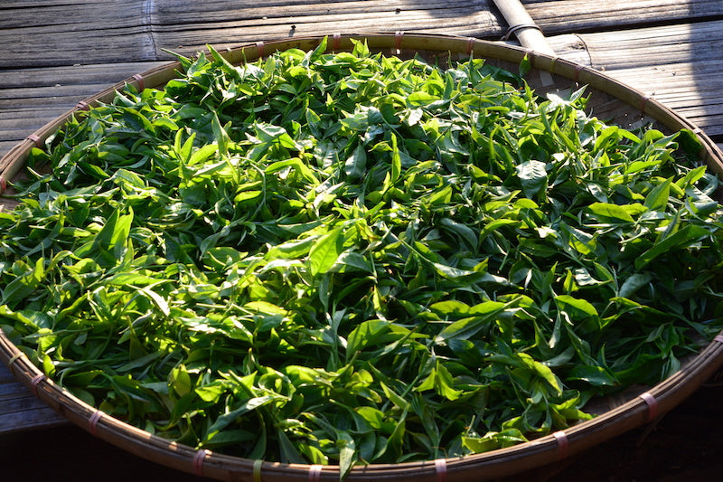 Japanese green tea leaves