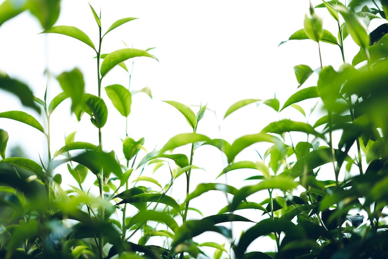 You can grow green tea in your yard