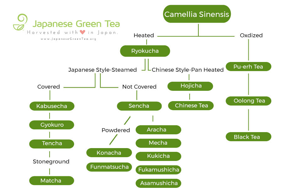Green Tea Types