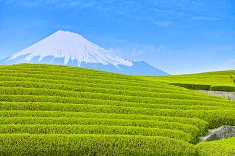 Makinohara Tea Farm