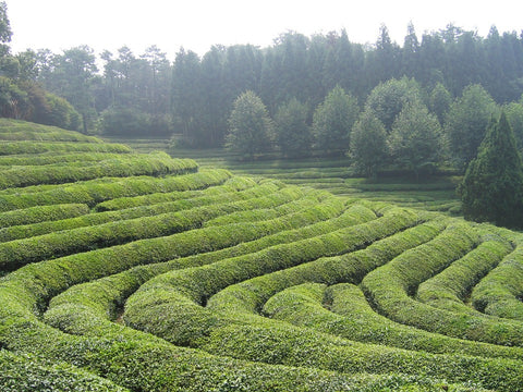 Chinese green tea farm