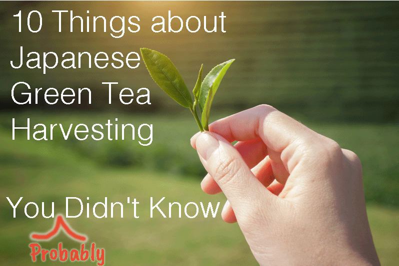 10 Things About Japanese Green Tea Harvesting You Probably Didn't Know