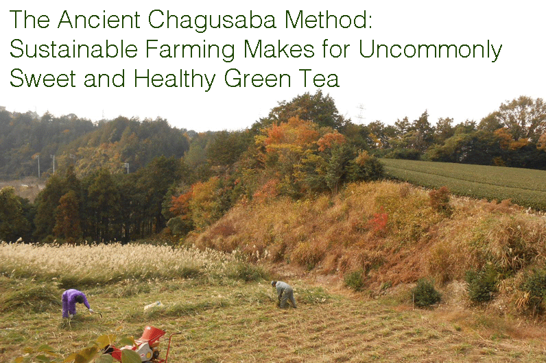 THE ANCIENT CHAGUSABA METHOD: SUSTAINABLE FARMING MAKES FOR UNCOMMONLY SWEET AND HEALTHY GREEN TEA