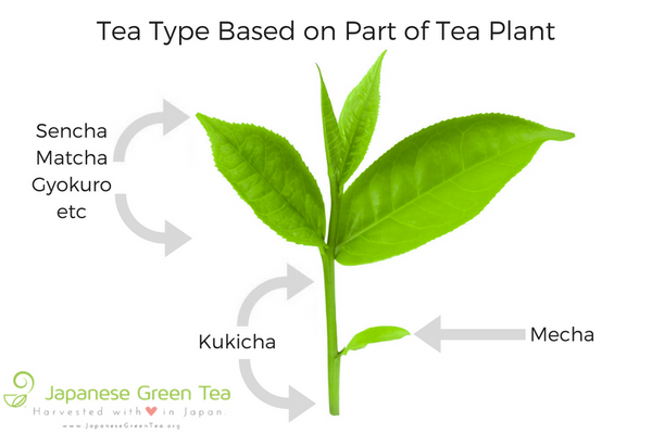 Different Tea Type Based on Part of Tea Leaf