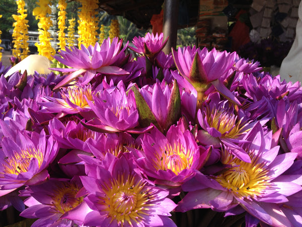 A Divinely Purposeful Life: Peedam Ashram, India