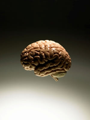 Human Brain