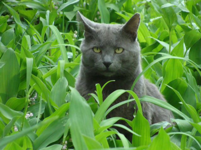 Cat in the Garden