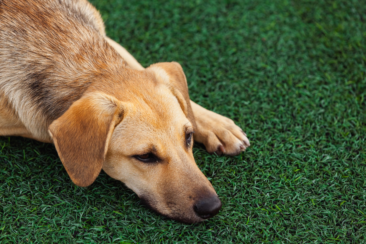 how do i stop my dog from pooping on my artificial lawn