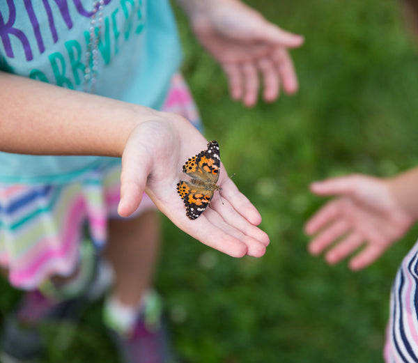 Painted Lady Butterfly Growing Kit