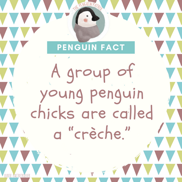 Penguin Fact - A Group of Young Penguin Chicks is called a Creche