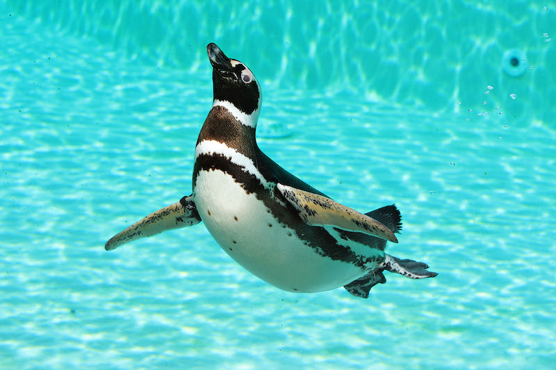 Blackpool Zoo Penguins