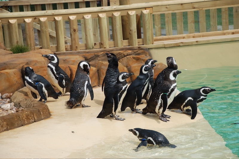 Blackpool Zoo Penguins