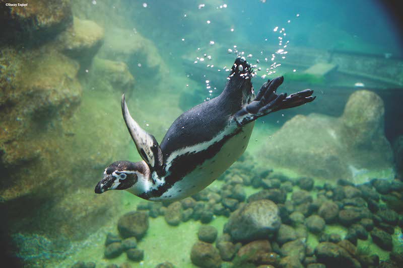 Colchester Zoo Penguins