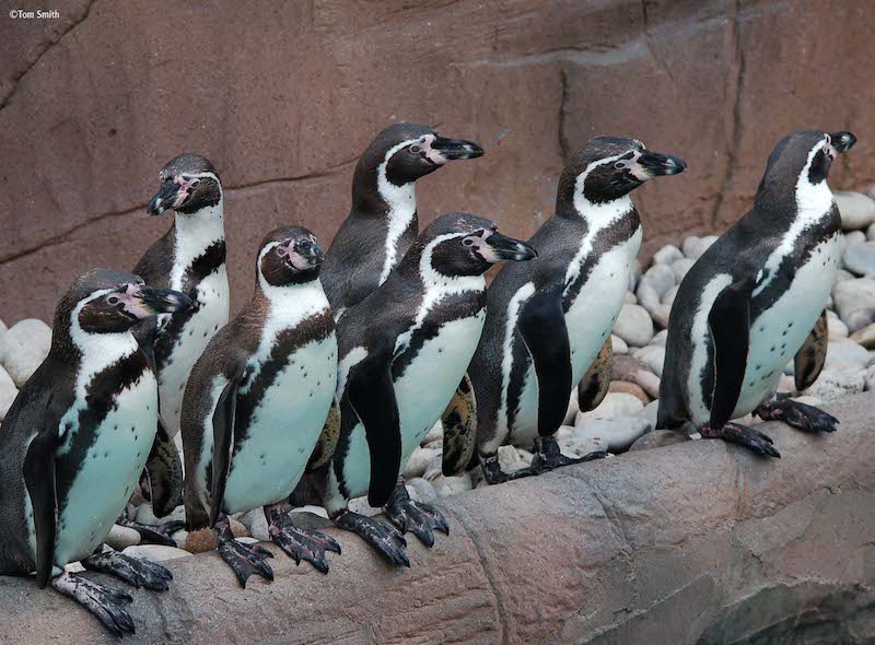 Colchester Zoo Penguins