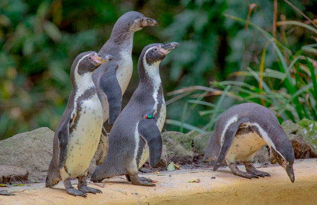 Dudley Zoo Penguins