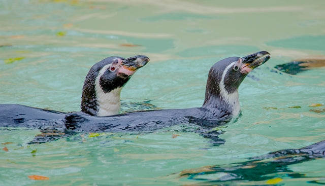 Dudley Zoo Penguins