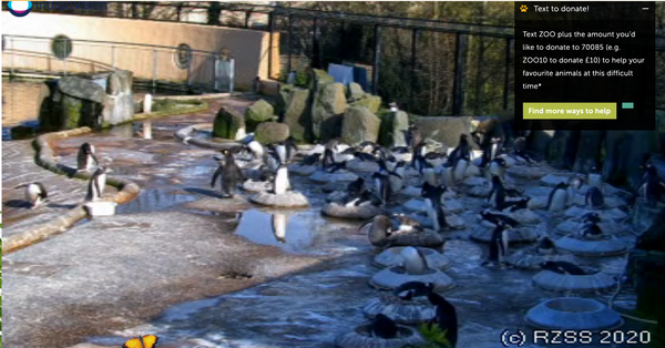 Edinburgh Zoo Penguin Camera - Main