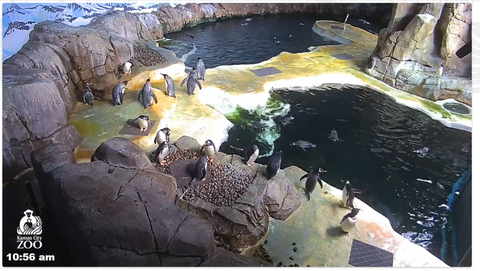 Kansas City Zoo Penguin Cam
