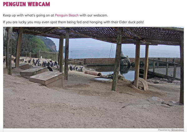 Living Coasts Penguin Webcam Image Still