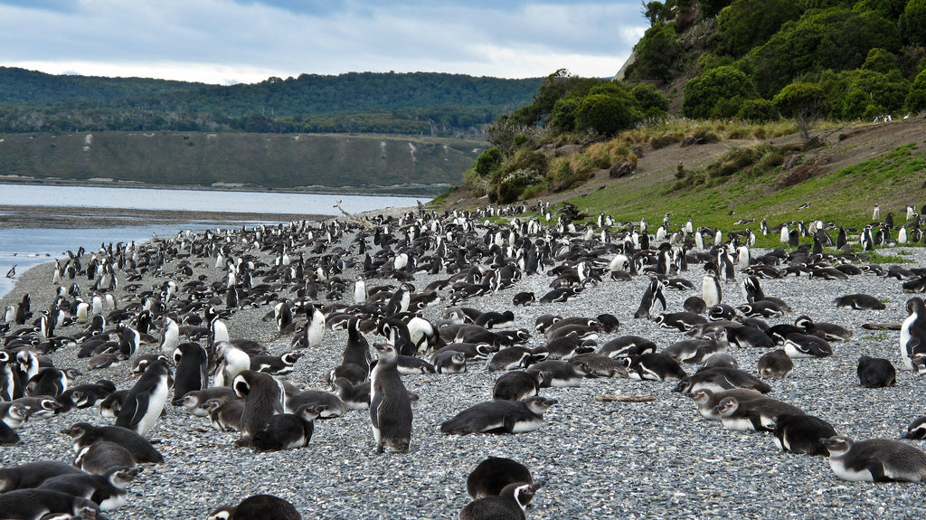Penguin Island in the Beagle Channel - Tierra del Fuego, Argentina by Alex Berger