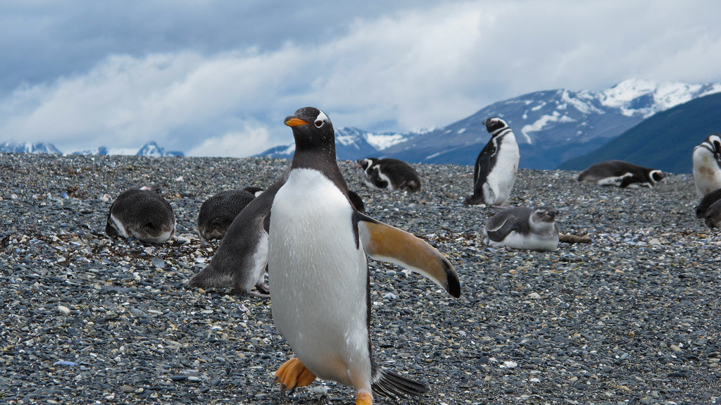 Penguin Island in the Beagle Channel - Tierra del Fuego, Argentina - Alex Berger