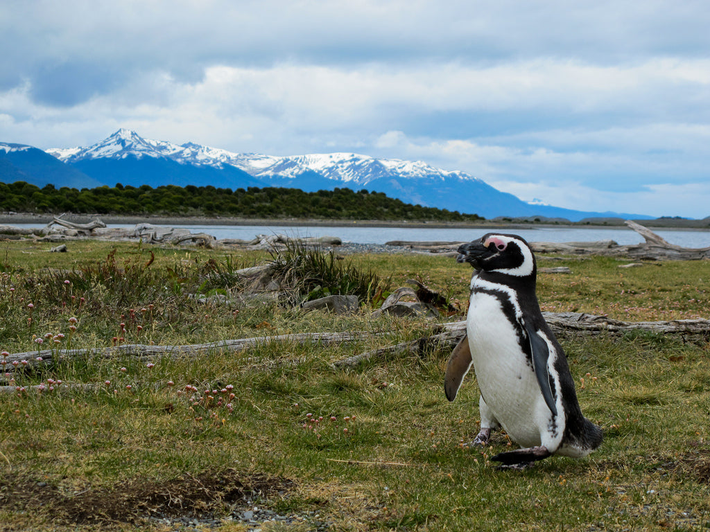 Penguin Island in the Beagle Channel - Tierra del Fuego, Argentina - Alex Berger