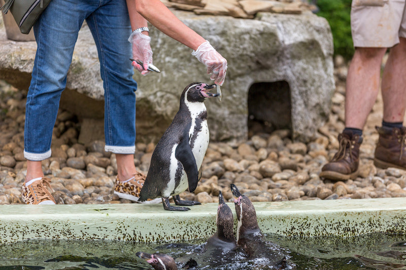 Woburn Safari Park Penguins Feeding Experience