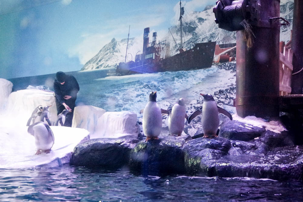 Feeding time at The Deep for the penguins