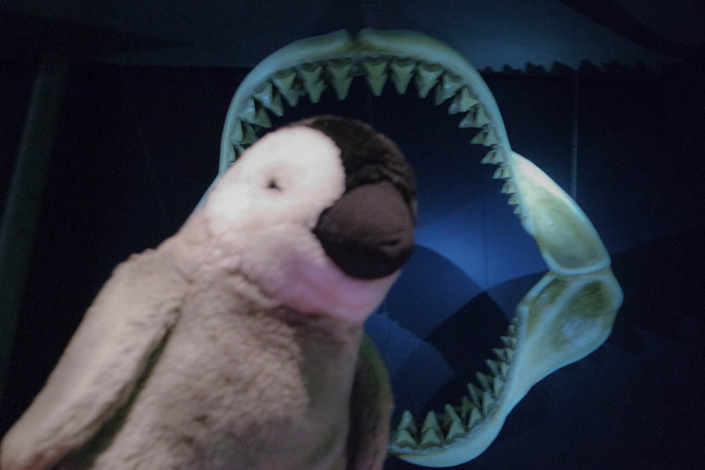 Oh! I was nearly eaten by a shark at The Deep!
