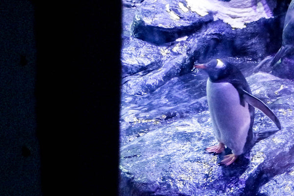 There he is! A humboldt penguin at The Deep