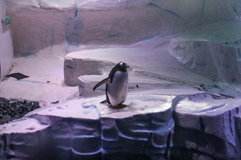 Gentoo Penguin at The Deep