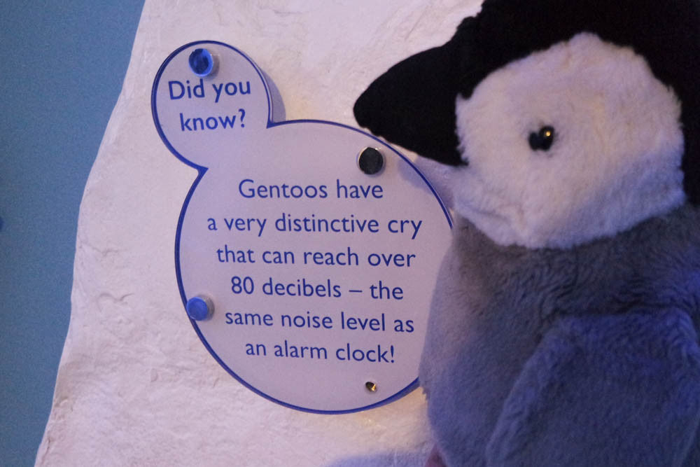 Did You Know? Interesting penguin fact from The Deep