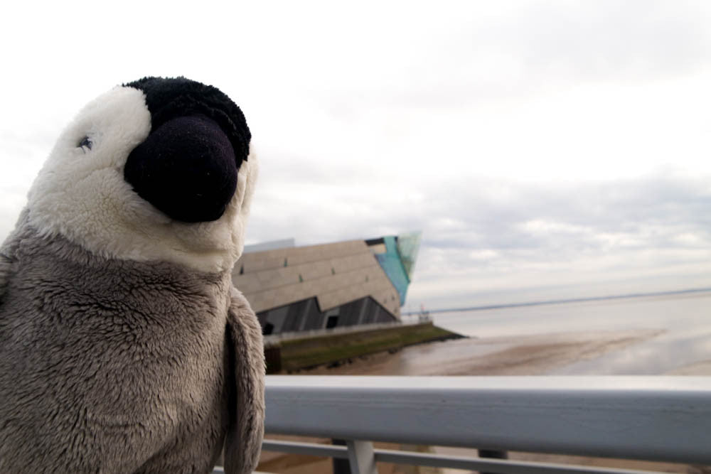 Pici Penguin at The Deep, Hull