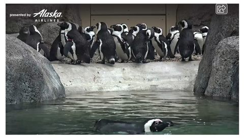 San Diego Zoo Penguin Cam