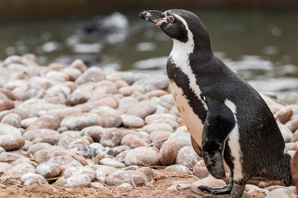 Humboldt Penguin at South Lakes Safari Zoo - Photo by Holly Gordon