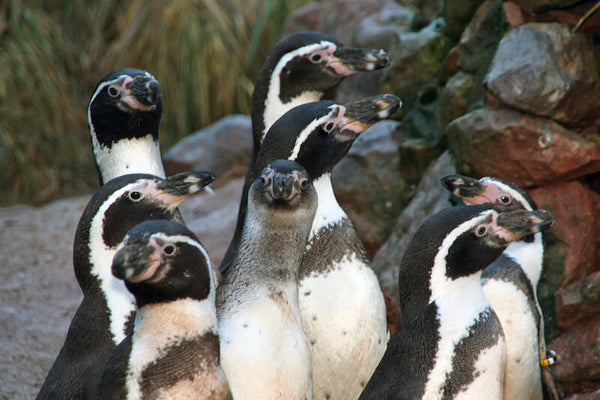 Humboldt Penguins at South Lakes Safari Zoo
