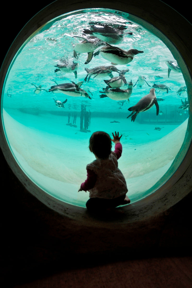 ZSL London Zoo Penguin Viewing Hole