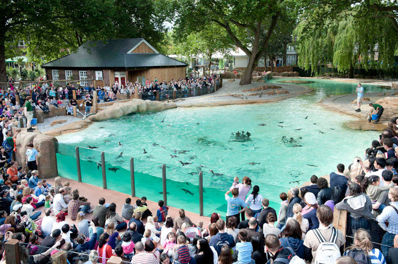Penguin Enclosure at London Zoo