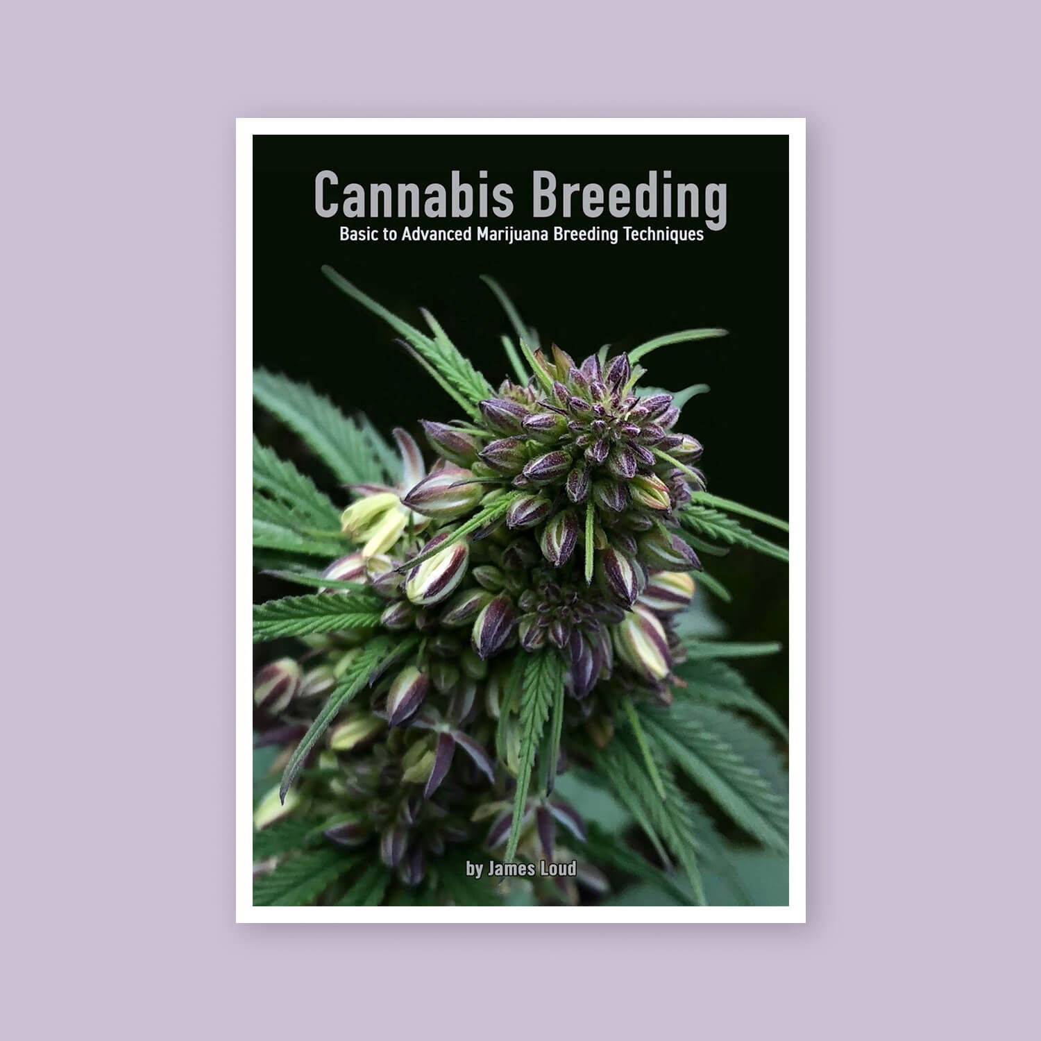 Cannabis Breeding - Goldleaf Bookshelf