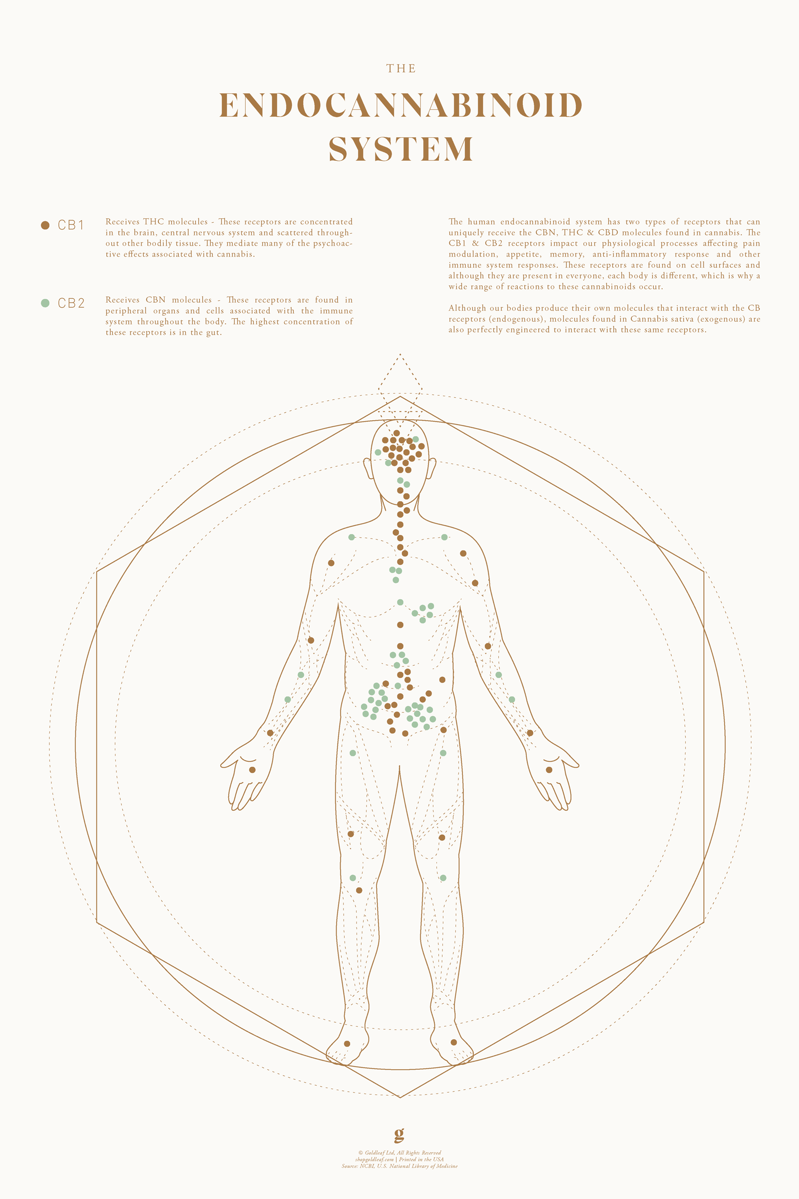 Endocannabinoid System Body Chart by Goldleaf